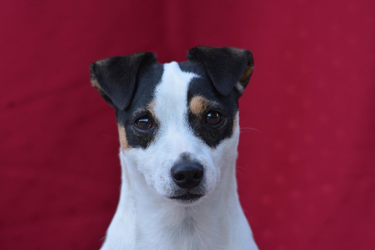 Jackrusselinterrieri