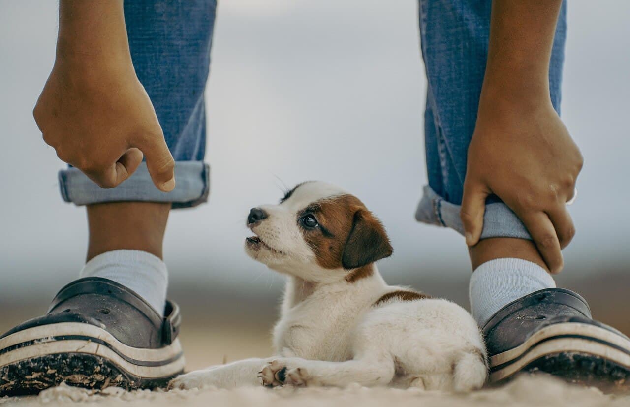 Jackrusselinterrierin pentu