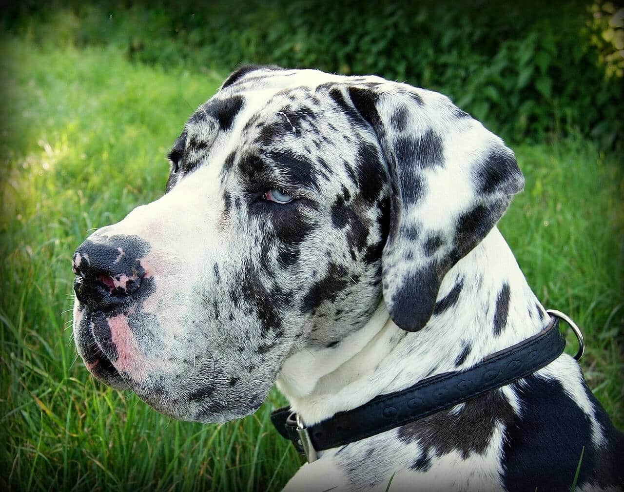Tanskandoggi harlekiini