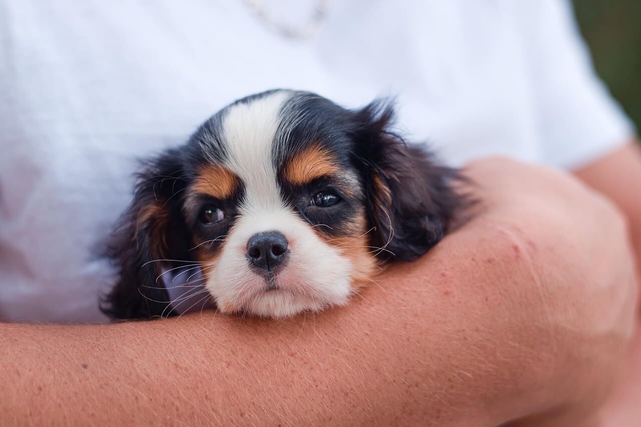 Cavalier King Charlesinspanielin pentu