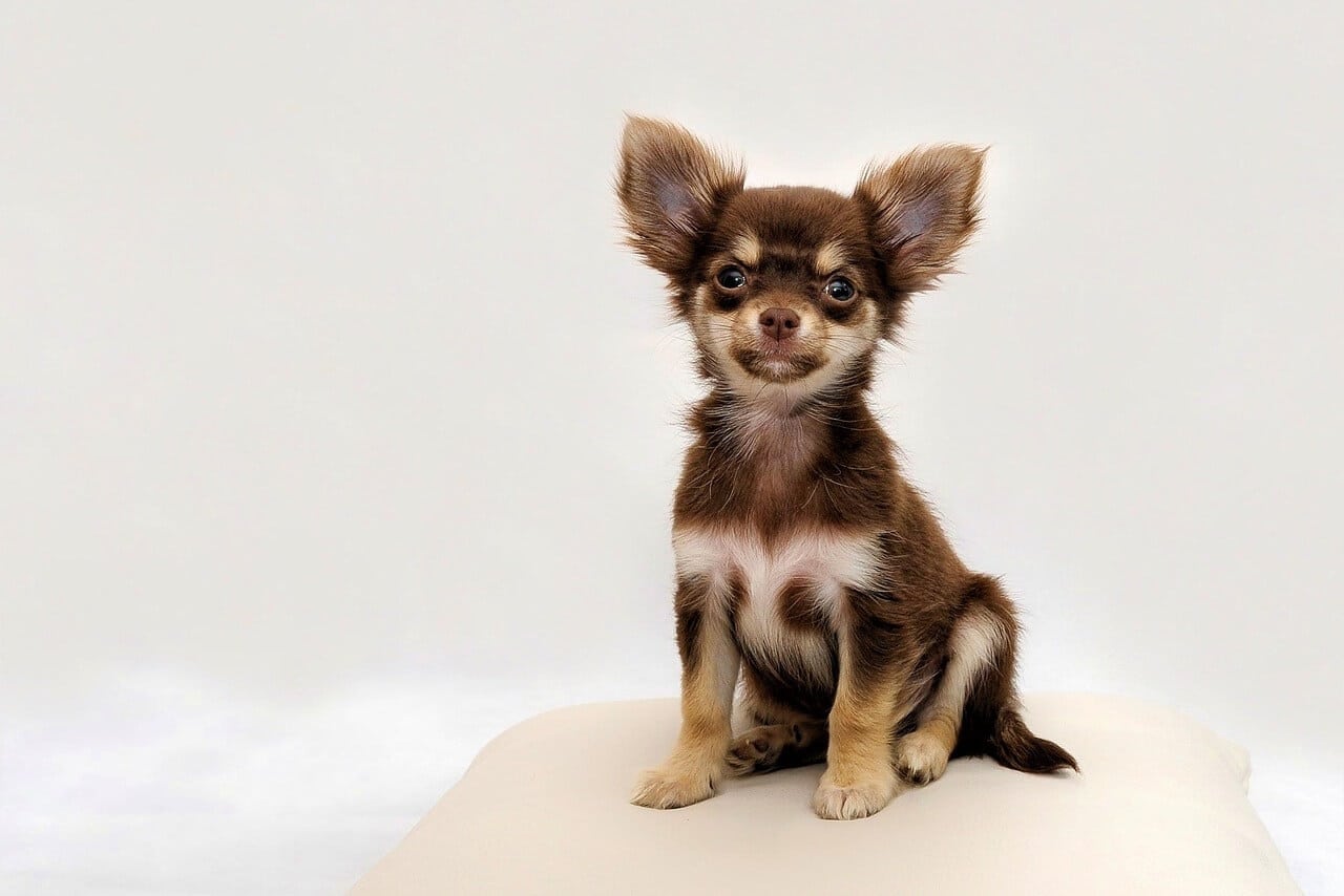 Chihuahuan pentu