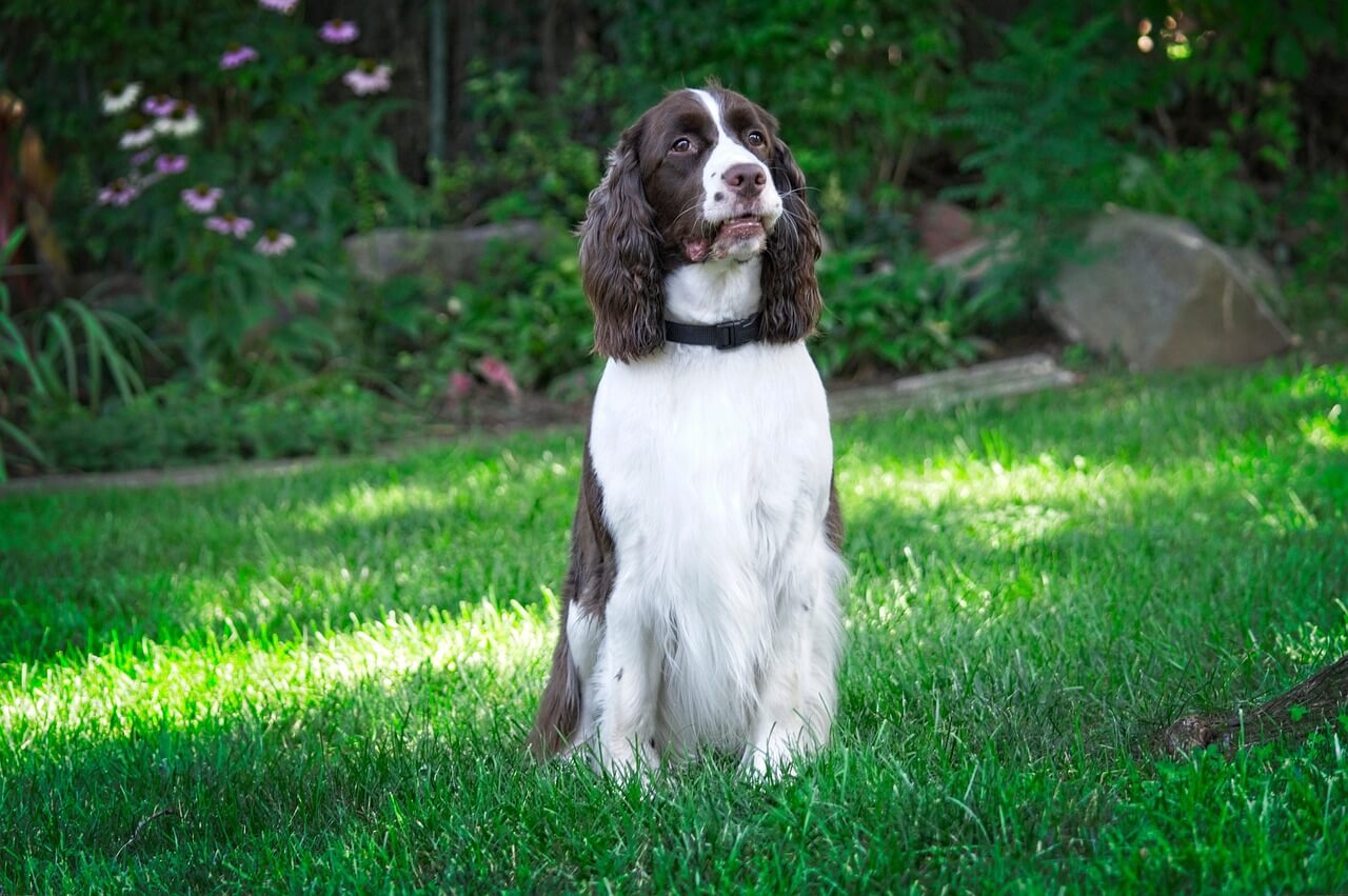 Englanninspringerspanieli