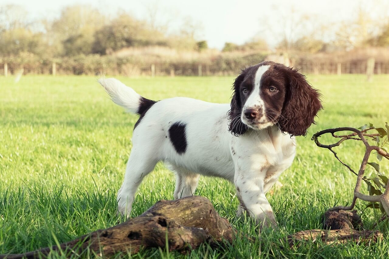 Englanninspringerspanielin pentu
