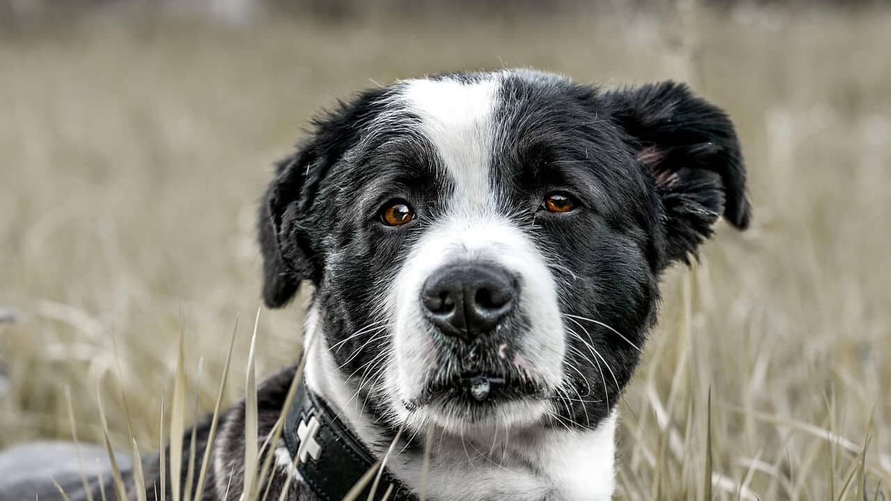 Lonkkaniveldysplasia