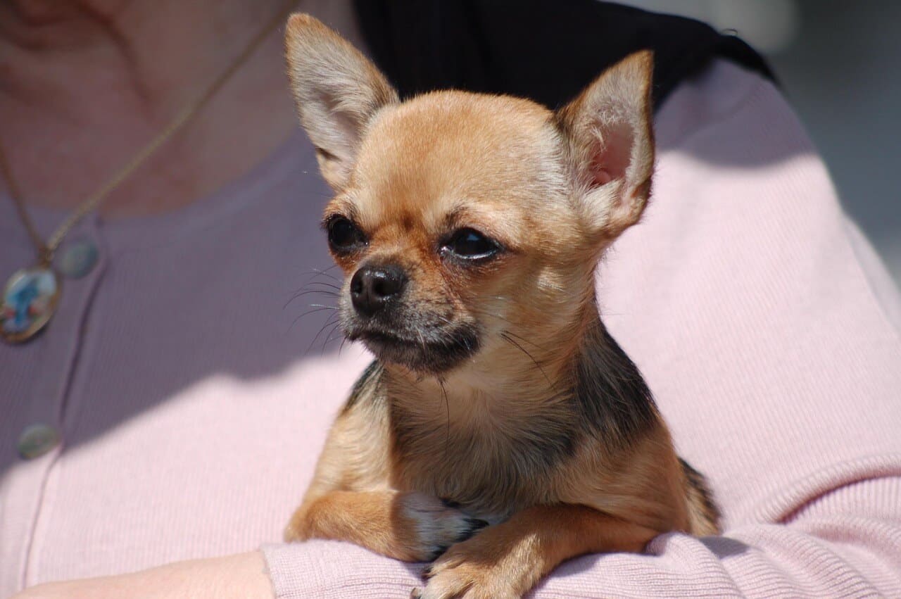 Lyhytkarvainen Chihuahua
