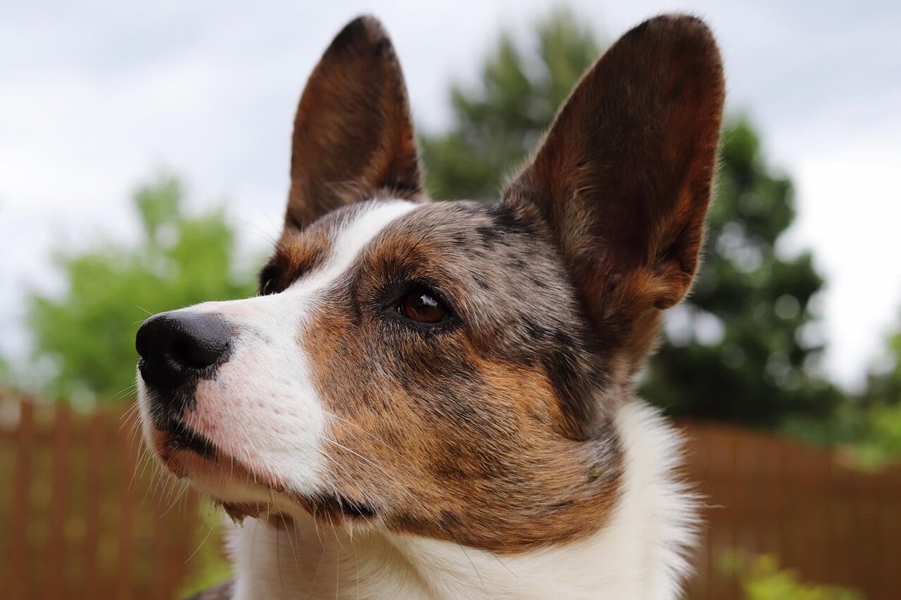 Wels Corgi Cardican