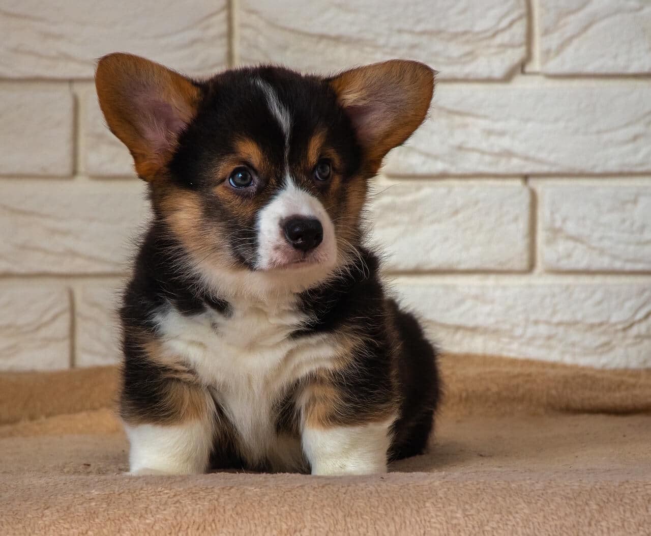 Welsh Corgi Cardican pentu