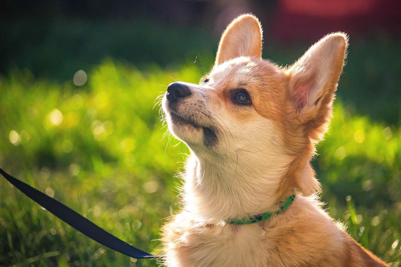 Welsh Corgi Pembroken pentu