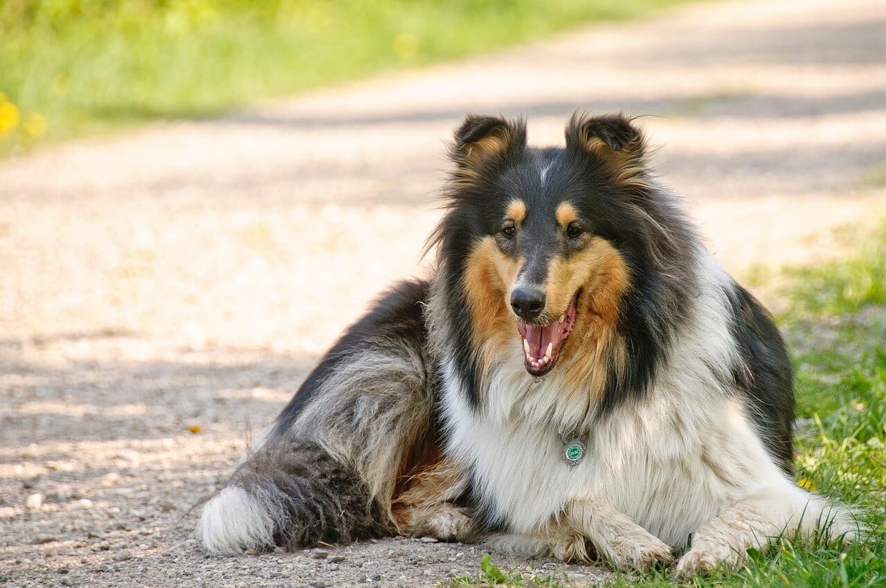 Collie eli skotlanninpaimenkoira