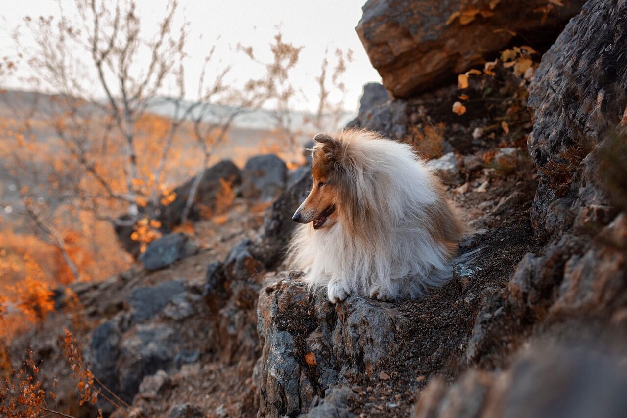 Skotlanninpaimenkoira eli Collie